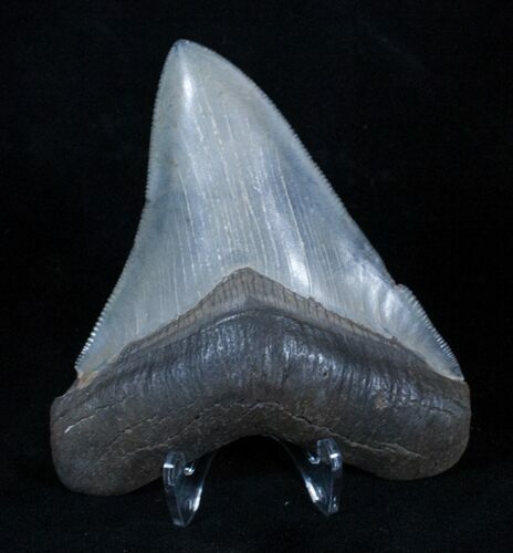 Inch Serrated Georgia Megalodon Tooth #3234